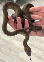 olive3.jpg