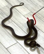 female6.jpg