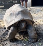 Female Aldabra 206 Resize.jpg