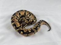 D1CF67A6-C924-421D-8348-CFE63FD18FE7.jpg
