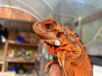 Double Het Axanthix Resize.jpg