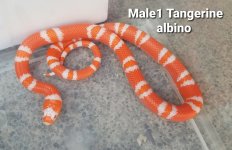 2022Tang.AlbinoM1.jpg
