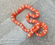 2022Tang.AlbinoM2.jpg