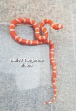2022Tang,AlbinoM3.jpg
