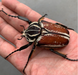 Goliath beetle pair.PNG