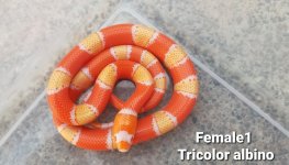 2022TricolorAlbinoF1.jpg