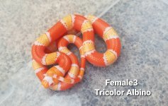 2022TricolorAlbinoF3.jpg