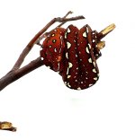 Red Biak.jpg