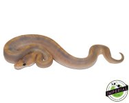 mimosa-ball-pythons-for-sale.jpg