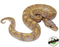 banana-ball-python-for-sale.jpg