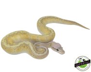 lemonblast-butter-ghost-ball-python-for-sale.jpg