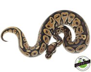green-pastel-ball-python-for-sale.jpg