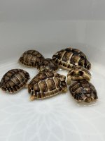 Egyptian tortoise.jpg