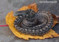 Japanese Rat Snake_6877.jpg