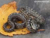 Japanese Rat Snake_6872.jpg