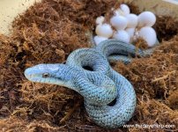 Japanese Rat Snake_6585.jpg