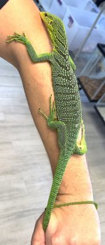 GreenTreeMale1.0.jpg