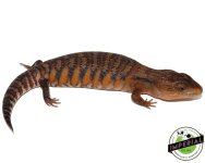 high-color-blue-tongue-skink-for-sale.jpg
