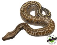 batik-blood-pythons-for-sale.jpg