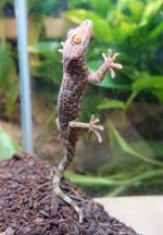 tokay female F2 May5th (1).jpg