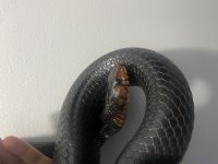 IMG_4152.jpg