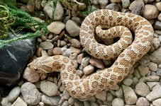 IMG_E5002.jpg