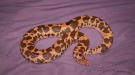 IMG_8236.jpg