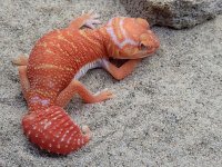 Albino Female #617, 20g.jpg