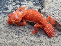Albino Female #830, 9g.jpg