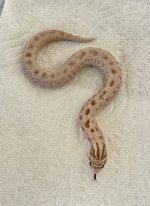 IMG_1676.jpg