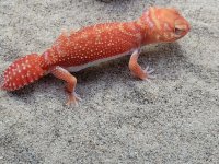 Albino Male #707, 10g.jpg