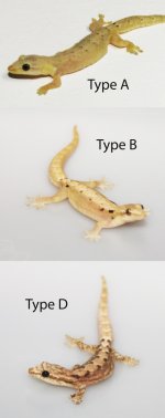 mourning gecko types.jpg