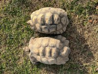 pair of PP leopards.jpg