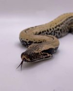 3DBA5857-F696-4E58-B40E-E5A792B2E731.jpg