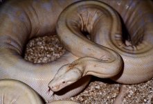 albino_boa_May_1989_01.jpg
