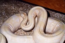 albino_boa_May_1989_02.jpg