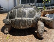 aldabra5.jpeg