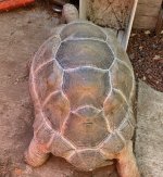 aldabra3.jpg