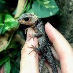 red-eye-crocidle-skink-for-sale.jpg