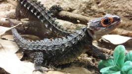 red-eyed-crocodile-skink.jpg