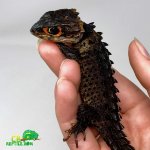 crocodile-skink.jpg