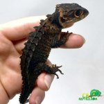 red-eyed-crocodile-skink-for-sale-1-450x450.jpg