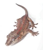 Gecko_edit1.jpg