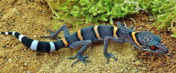 chinese-cave-geckos-for-sale.jpg