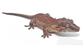 Gecko_edit2.jpg