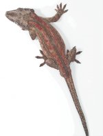 Gecko_edit4.jpg