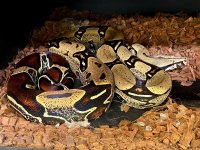 Peruvian boa 1.jpg