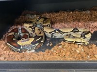 Peruvian boa 2.jpg