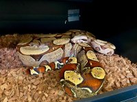 brazil boa 1.jpg