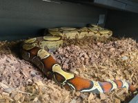 Brazil boa 3.jpg